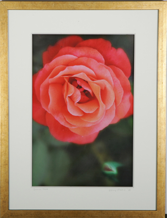 Salmon Rose by artist Johnny Stevens